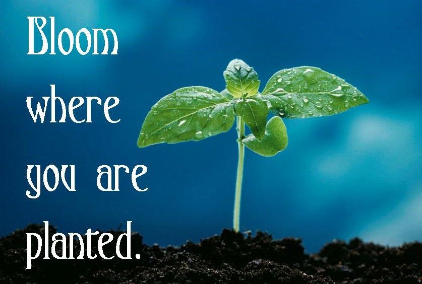 And Then We All Had Tea Bloom Where You Are Planted